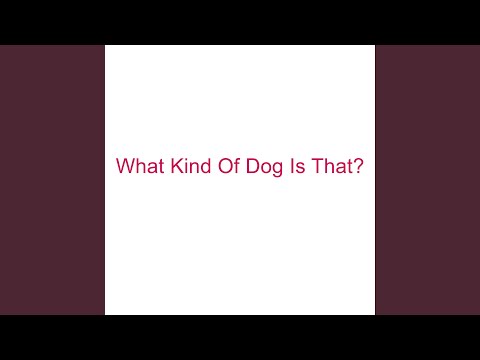 What Kind Of Dog Is That?
