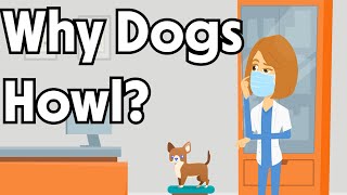 The Howling: Why Dogs Do It