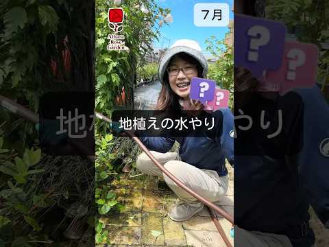 いつバラの茂みを植えるのですか？これを達成するにはどうすればよいでしょうか?裸根の植物はどうすればいいですか？  庭園