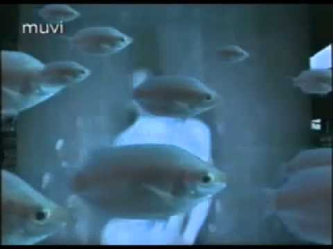 GOD'S GROOVE - Into The Blue