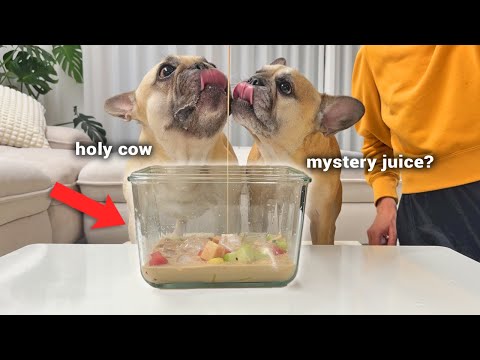 Dogs Try VIRAL Korean Fruit Bowl **HWACHAE For The First Time