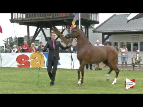 N.40 R'ADJAH DE CARTHEREY - Ströhen 2016 C-Show - Colts 2-3 years old (Class 7/8)