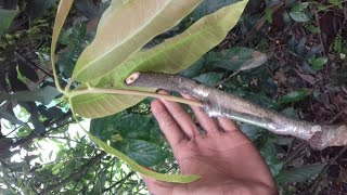 Download lagu Cara okulasi mangga cepat berbuah mp3