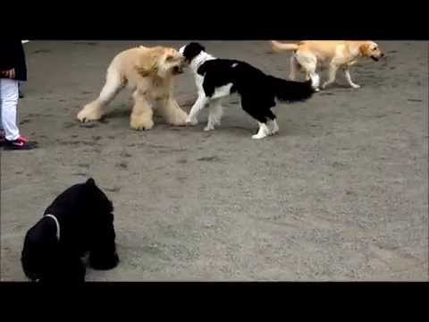 クランバースパニエル