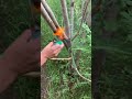 how to get rid of gypsy moths part 2