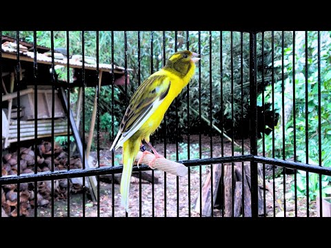 The Young And Powerful Great TENOR - Belgian Canary Training Song
