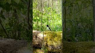 Download lagu Rose Breasted Grosbeak mp3 Download lagu Rose Breasted Grosbeak mp3