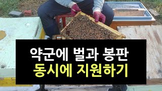 약군에 벌과 봉판 동시에 지원해서 월동벌 만들기, 벌 고르기