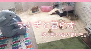 うさぎのいる生活。放し飼い始めました【日常風景】【Free-range rabbits indoors】