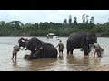 Sakrebailu Elephant Camp (ಸಕ್ರೆಬೈಲು ಆನೆ ಶಿಬಿರ) : Elephants Bathing Spot