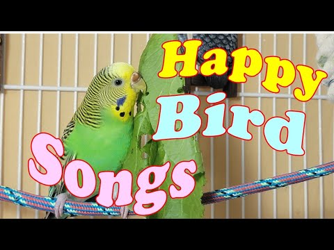 12 Hr If your budgies don’t chirp, playing this video will help lonely birds start to chirp.