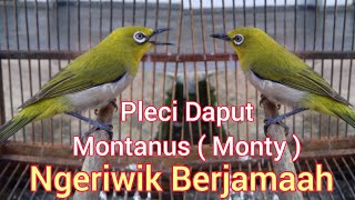 Download lagu Pleci Montanus / Daput Monty Ngeriwik Berjamaah untuk memilih bahan ombyokan dan untuk Terapi mp3
