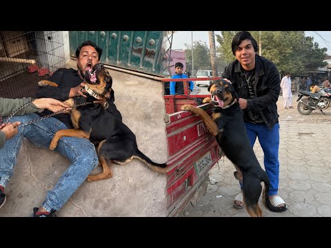 Rottweiler Ly Lea Kia Hmna ? Mamu Pr Attack Kr Dea 😨