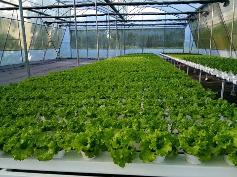 , title : 'Growing hydroponics lettuce and arugula at La Petite Ferme greenhouse in Lipa, Batangas'