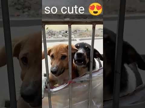 darbaja kholo hum agyehe  😀😀😀#shorts #dog #puppy #part1
