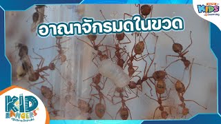 อาณาจักรมดในขวด | Kid Rangers ปฏิบัติการเด็กช่างคิด