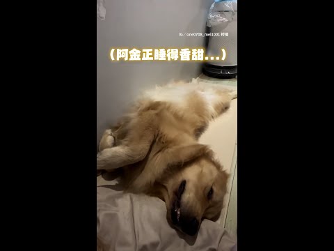 【被口令制約】黃金獵犬正睡得香甜　聽主人「握手」牠竟馬上伸手XD #Shorts