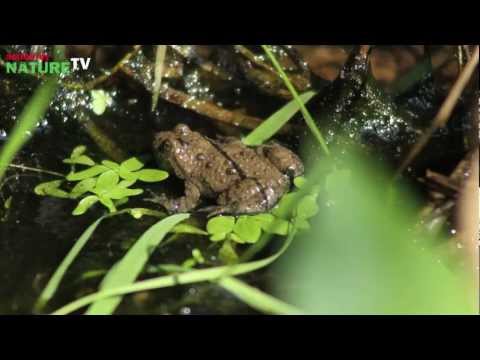 Naturlehrpfad #6: Die Gelbbauchunke