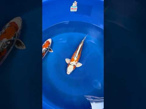 YouTube Shorts Vorschau