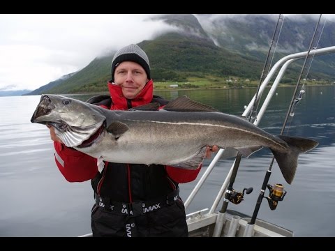 Gummiköder zum Seelachsangeln, Tipps und Seelachsdrills