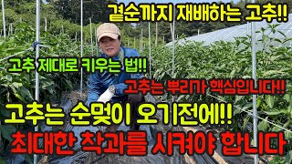 고추농사 잘 짓는 법!! 순멎이 오기 전에 제대로 착과 시키는 방법!! 고추농사의 핵심은 뿌리입니다!! 영상…