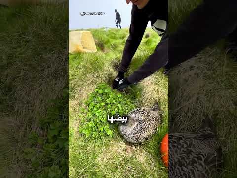 لماذا هذا الريش أغلى من الذهب؟