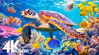 [NEW] Stunning 4K Underwater footage - Rare & Colorful Sea Life Video - Ocean Sounds to Sleep, Relax