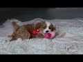 Cavapoo dogs for sale: Maverick - Video 1