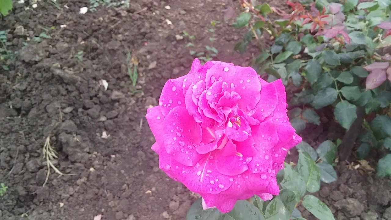 Саманта (ШАРТРЕЗ ДЕ ПАРМ)