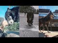The Most Badass And Cute Wolves Compilation 2