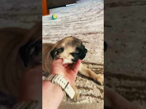 Mops Welpe kaufen