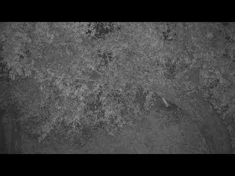 Djuma: Leopard-Hosana and Impala kill up in tree - 02:30 - 06/02/19