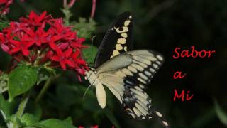 Eydie Gorme and Trio Los Panchos - Sabor A Mi