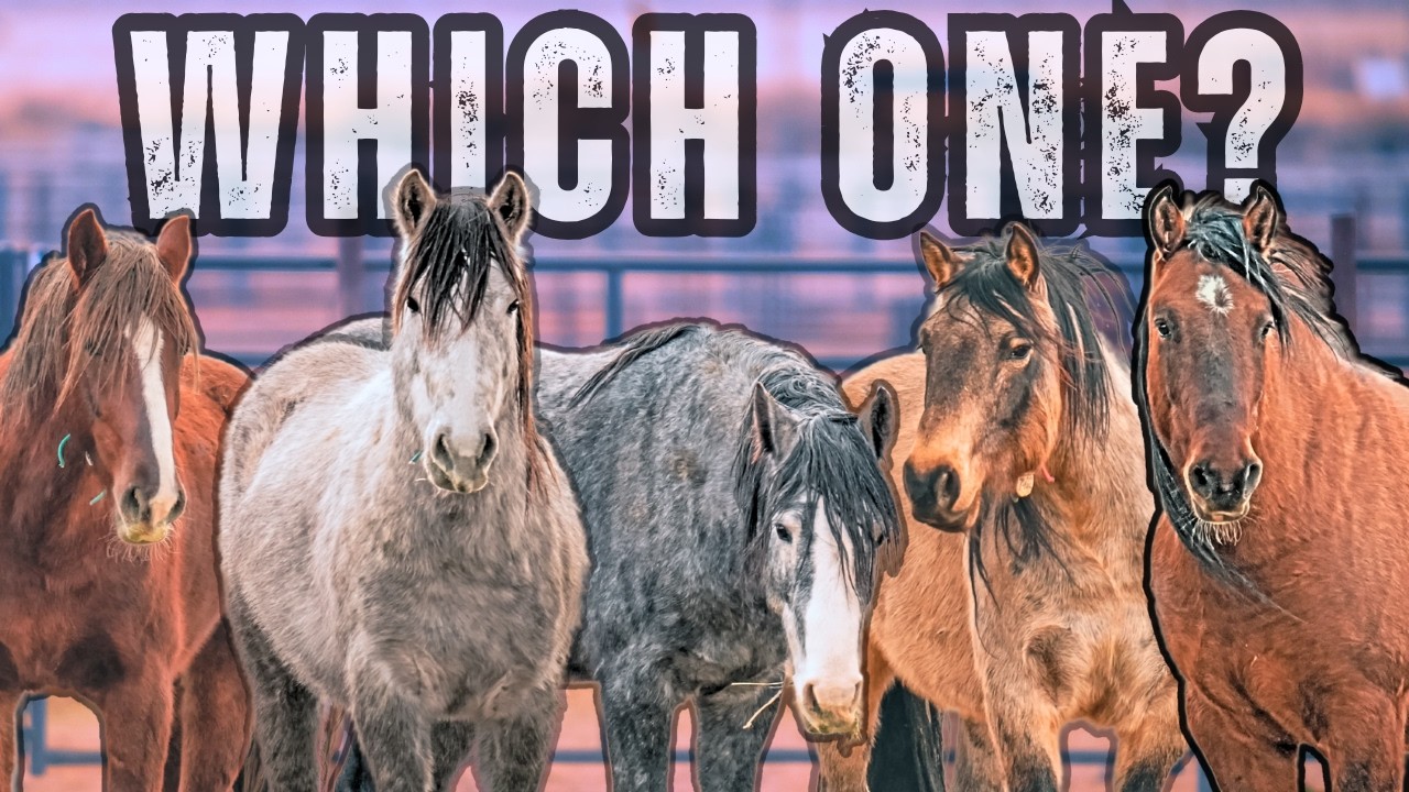 Help me Choose my FIRST MUSTANG! (Picking 1 horse out of 1000 wild horses!)