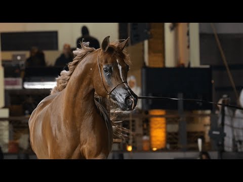 D OMNIA - Senior Mare Contender, KIAHF 2023 Peninsula Show