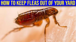 How To Keep Fleas Out Of Your Yard - (Everything You Need To Know!)