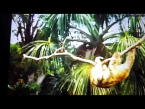 Sloth vs harpy eagle