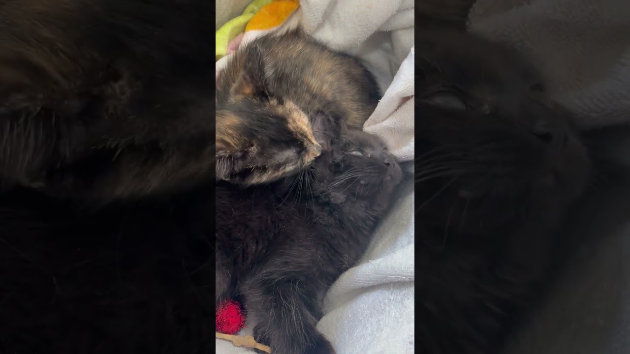 Enlarge Hugo & Hera, an adopted mixed breed in Hyattsville, MD video 2/6