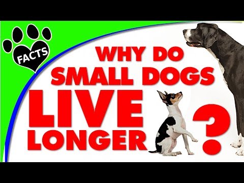 Dog Years: Why Do Small Dogs Live Longer Lives than Larger Breeds - Animal Facts