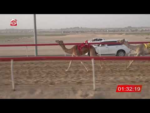  ش 8 (الاسد) لـ سلطان ضاحي بن حمد المزروعي 2:16 ، شارة صندوق حلفه 2026/05/03 فطامين سويحان