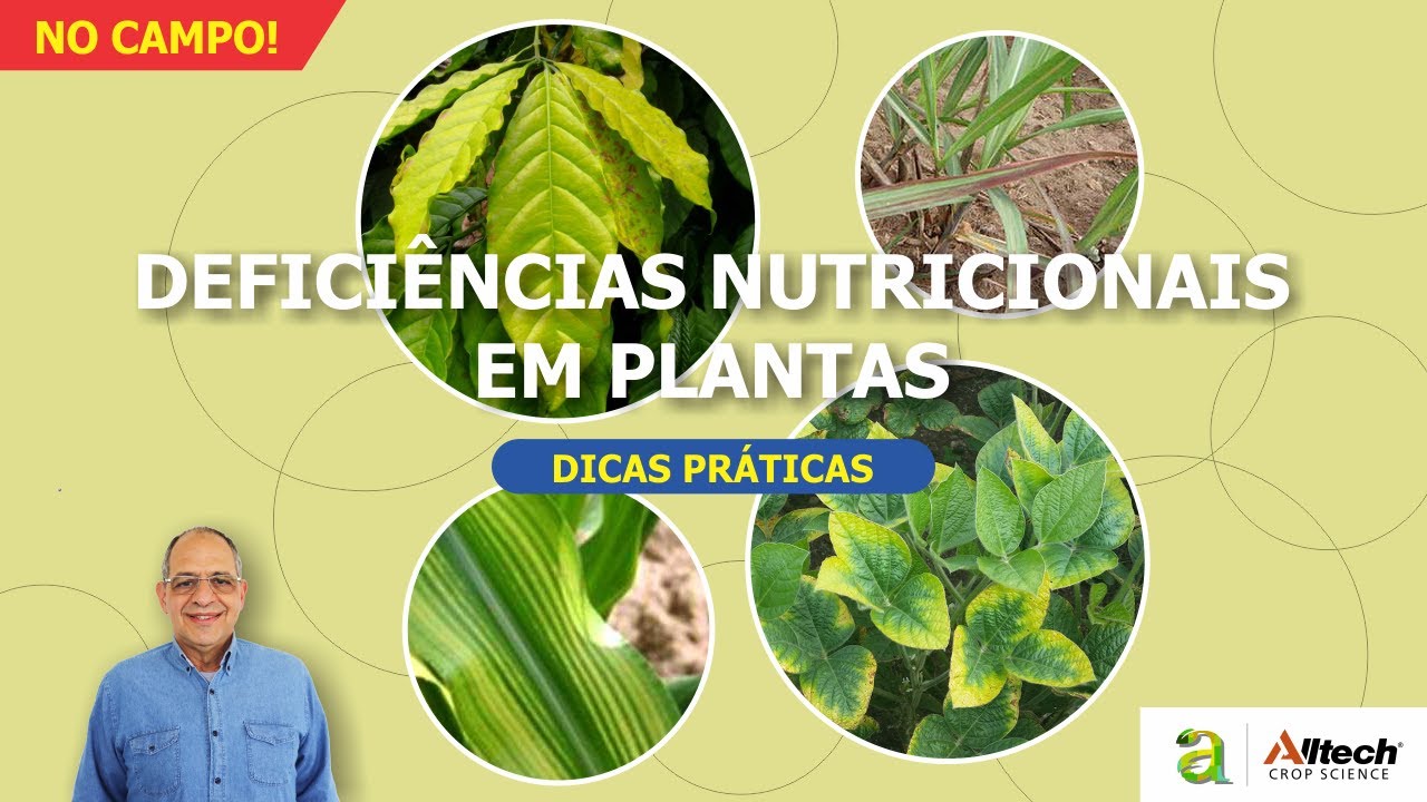 #147 - NO CAMPO! DEFICIÊNCIAS NUTRICIONAIS EM PLANTAS