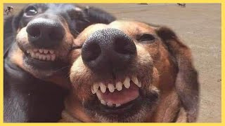 Videos Engraados de Animais 2021  Animais de estimao engraados e fofos