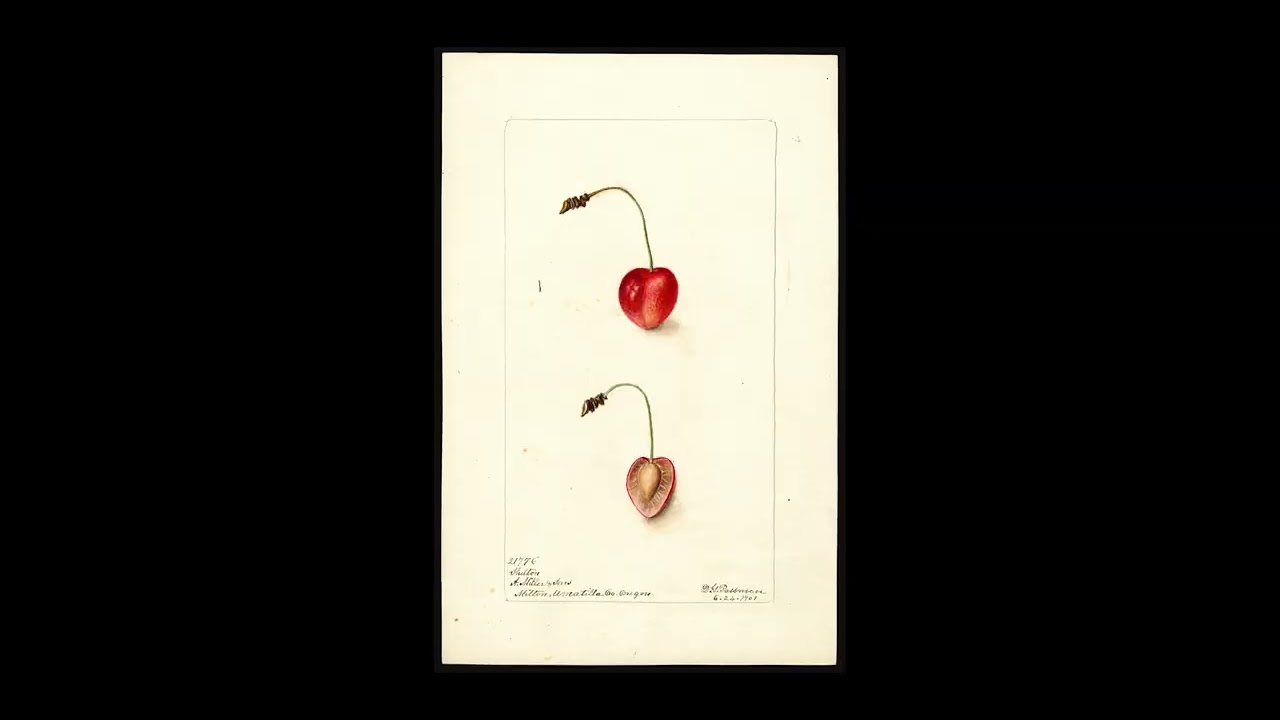 Hot Docs 2023 Trailer: POMOLOGICAL