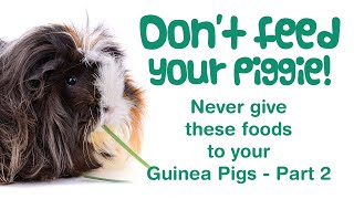 What FOODS Can a Guinea Pig NOT Eat? | Human Foods NOT for Guinea Pigs! | BAD Foods for Piggies