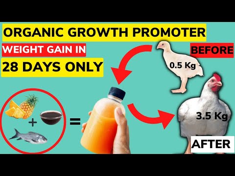 3.5 Kgs In 28 Days | ORGANIC BROILER GROWTH PROMOTER | Using 3 READILY Available INGREDIENTS