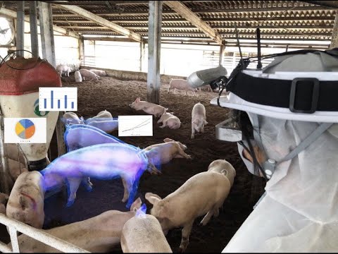 工学科 豚の体重が見えるメガネ： AI（人工知能）とAR（拡張現実）技術を用いて豚の体重を可視化