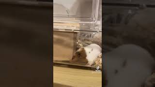 一生懸命家動かして可愛い🥺💕 #ゴールデンハムスター #ハムスターのいる生活 #shorts #animals #cute