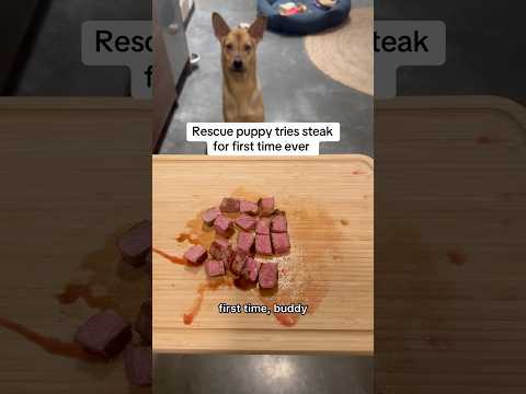 Rescue puppy’s first steak experience