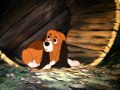 Rox Et Rouky Quand On Est Deux Copains HD