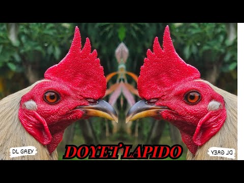 DL Grey Yellow Legged Hatch Doyet Lapido Big Farm in Philippines